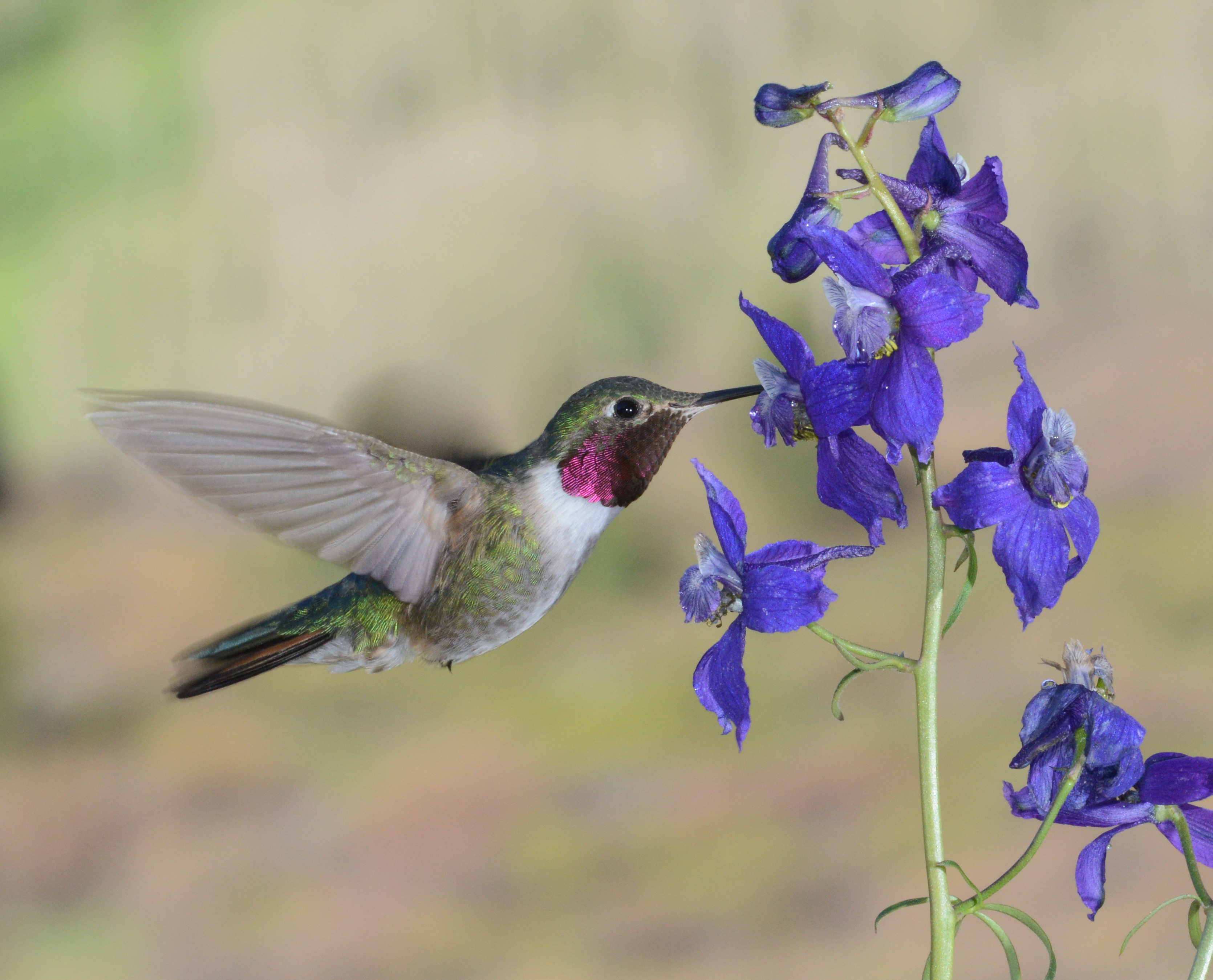 Male Broadtailed Hummingbird visiting a larkspur flower | Shutterbug